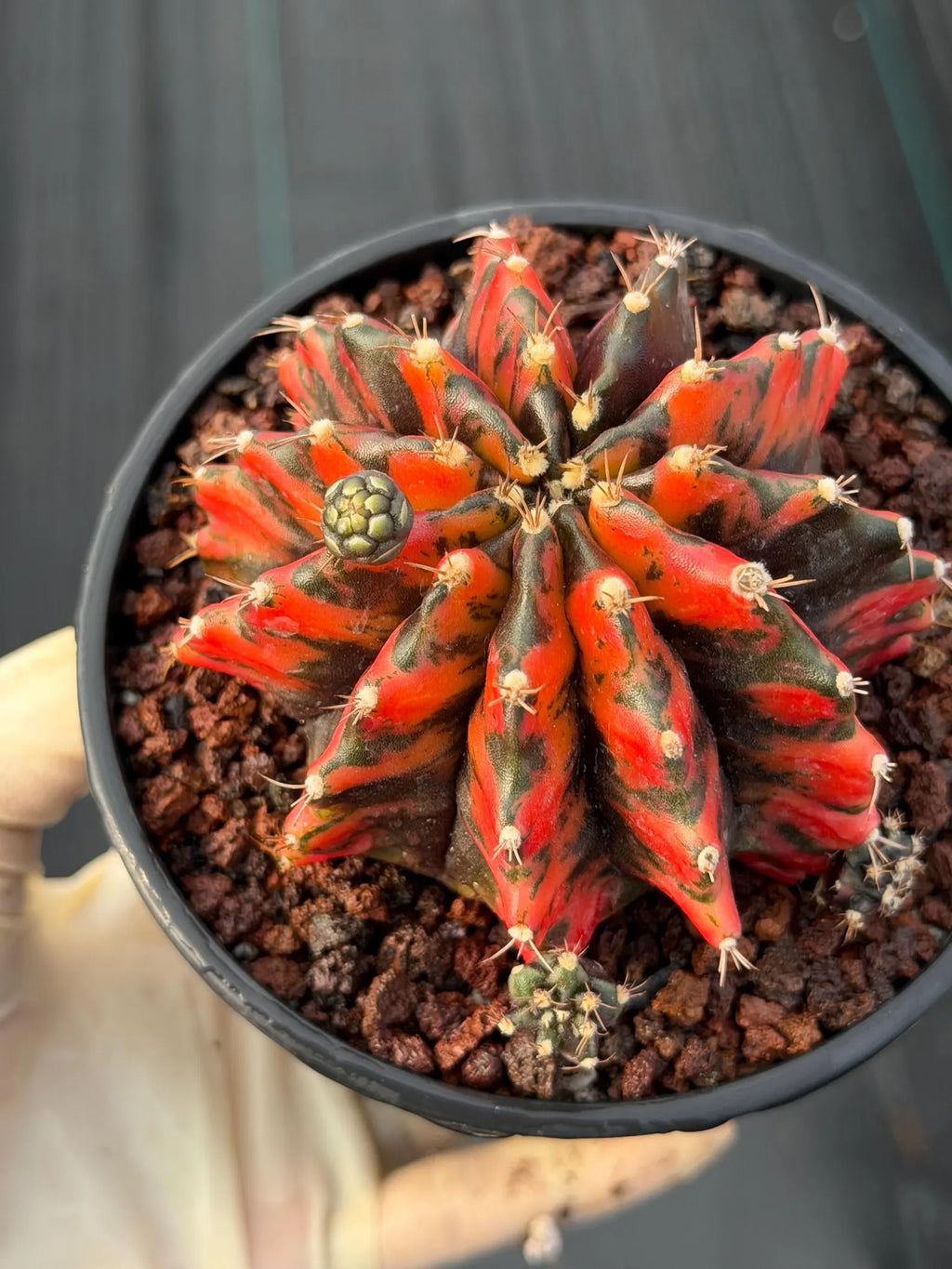 Variegated Gymnocalycium Black Pearl | Rare Live Collector Cactus #189