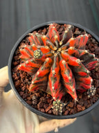 Variegated Gymnocalycium Black Pearl | Rare Live Collector Cactus #189