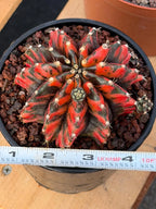 Variegated Gymnocalycium Black Pearl | Rare Live Collector Cactus #189