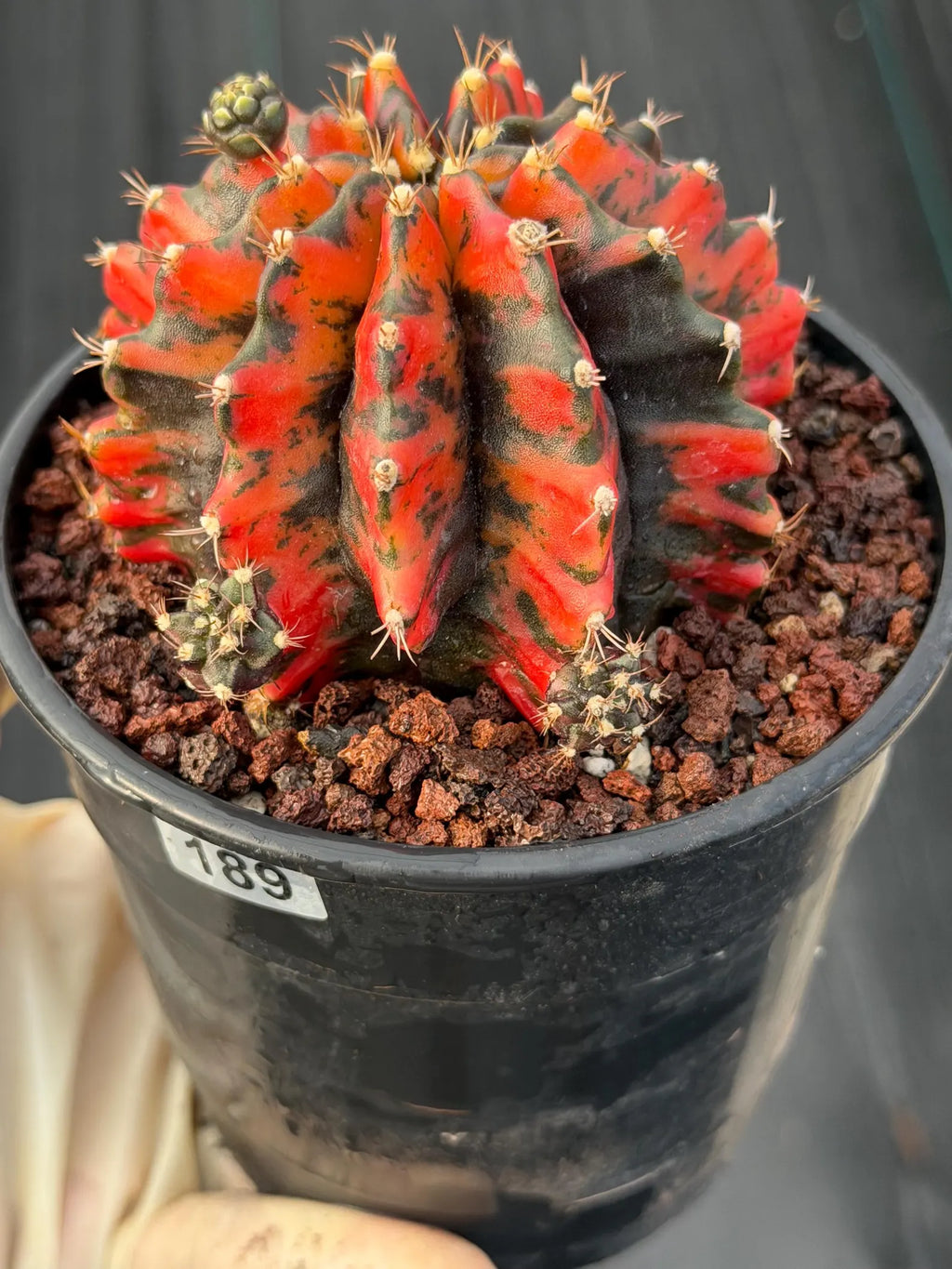 Variegated Gymnocalycium Black Pearl | Rare Live Collector Cactus #189