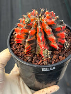 Variegated Gymnocalycium Black Pearl | Rare Live Collector Cactus #189
