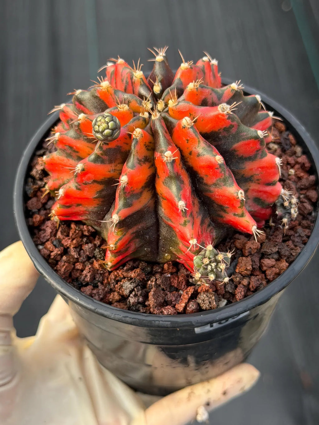 Variegated Gymnocalycium Black Pearl | Rare Live Collector Cactus #189