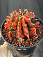 Variegated Gymnocalycium Black Pearl | Rare Live Collector Cactus #189