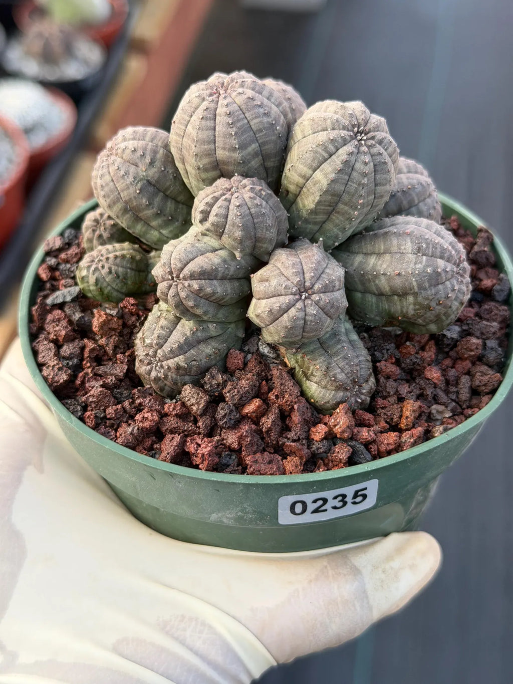 Crested Euphorbia Obesa Cluster Live Plant #235