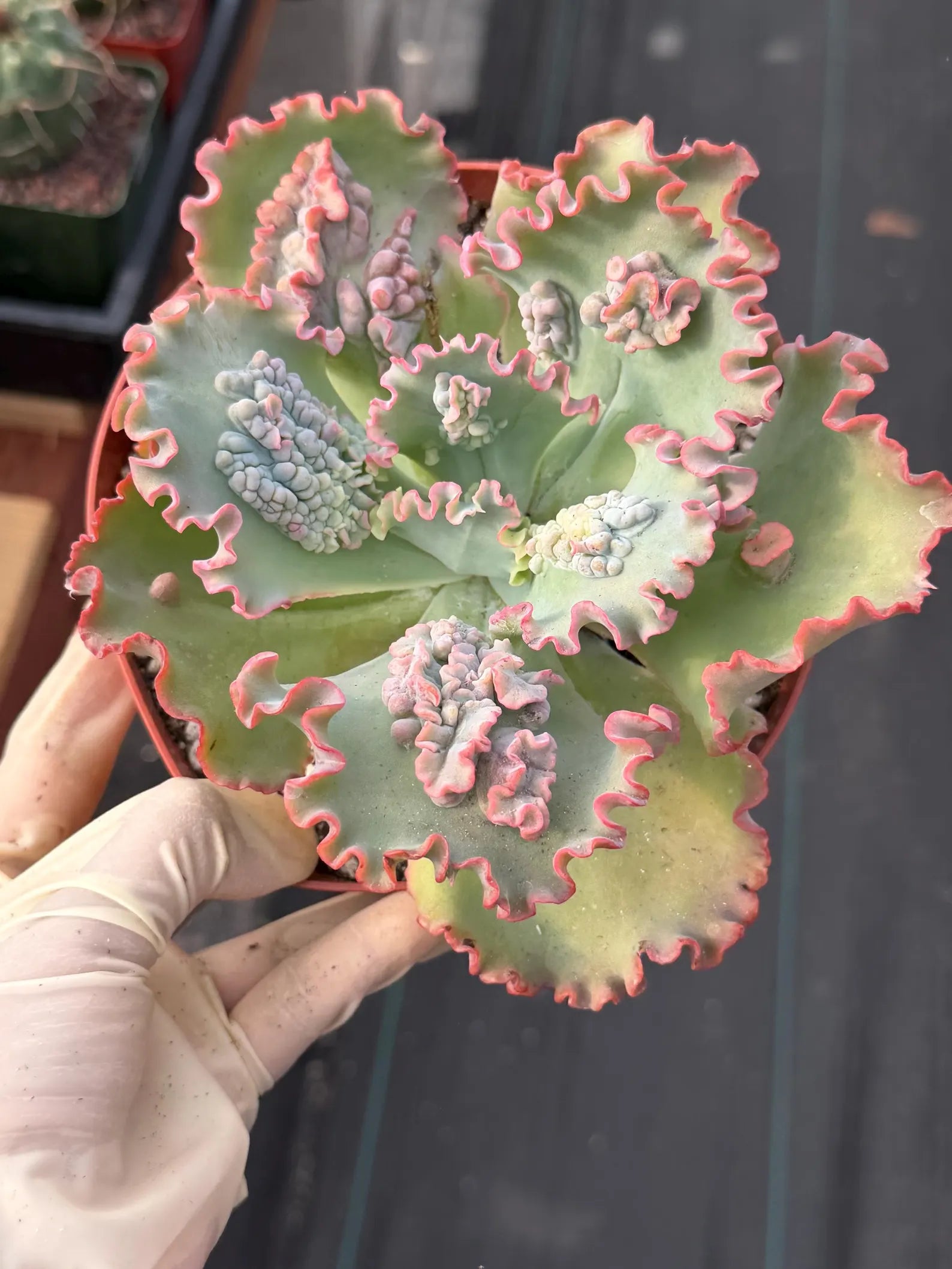 Echeveria Sea Dragon 6” | Large Live Succulent