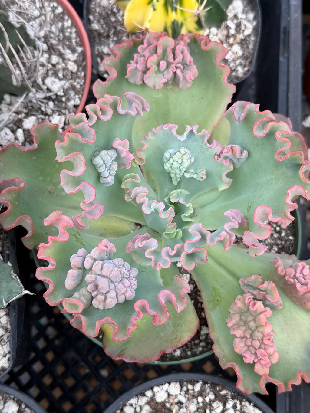 Echeveria Sea Dragon 6” | Large Live Succulent