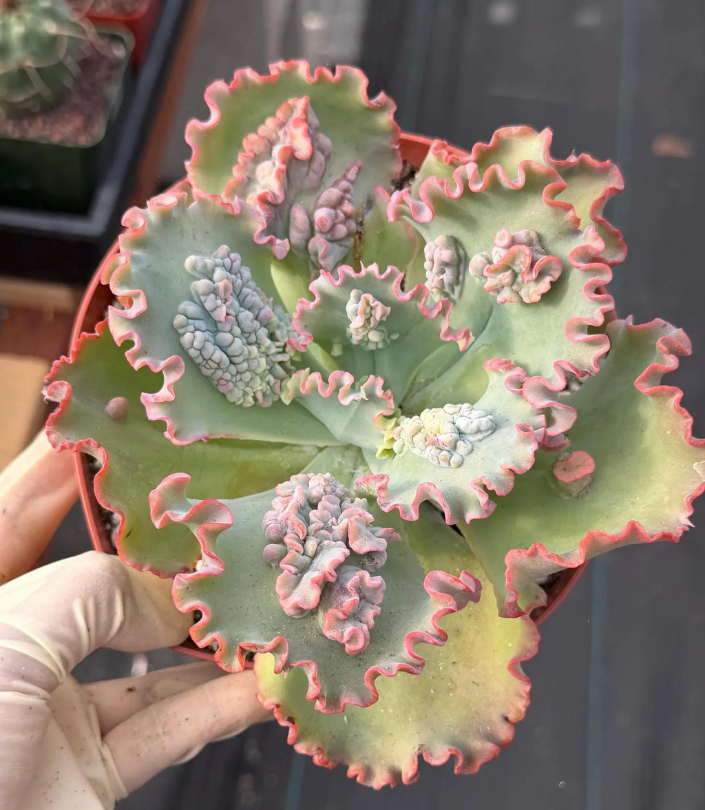 Echeveria Sea Dragon 6” | Large Live Succulent