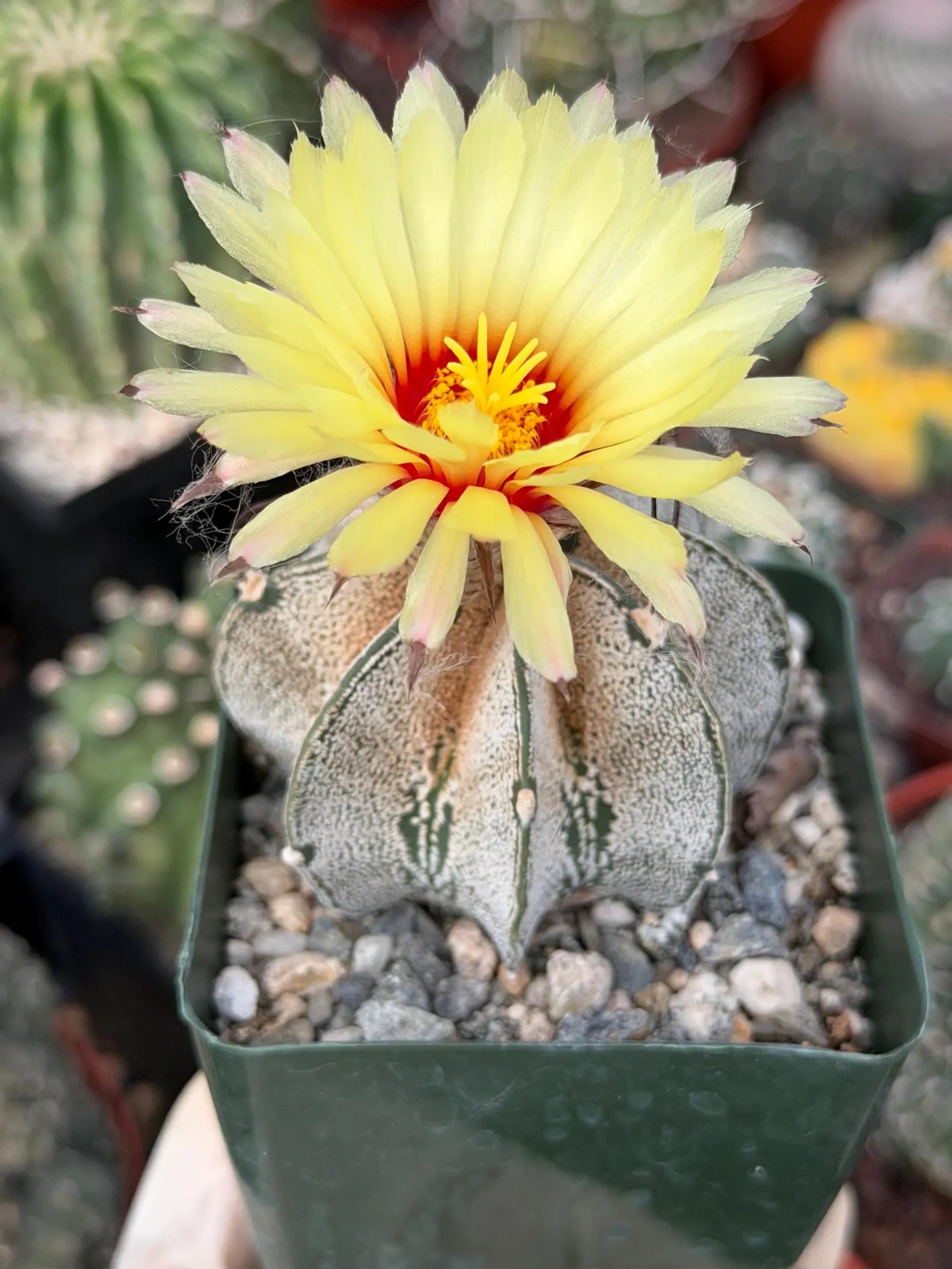 Astrophytum capricorne Live Cactus | Rare 3.5-Inch Cactus Plant