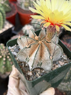 Astrophytum capricorne Live Cactus | Rare 3.5-Inch Cactus Plant