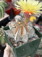 Astrophytum capricorne Live Cactus | Rare 3.5-Inch Cactus Plant