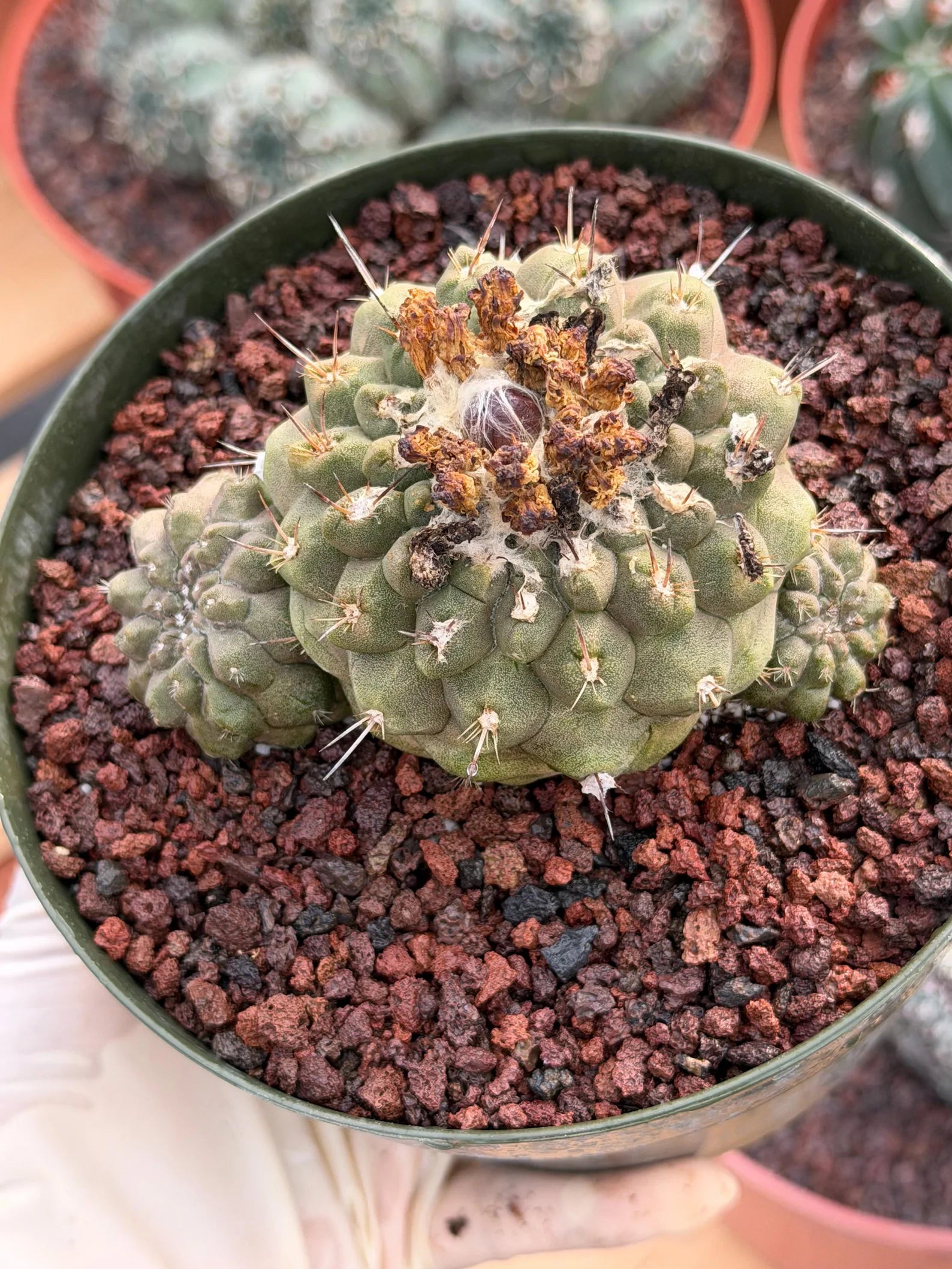 Copiapoa Hypogaea with Pups Rare Collector Cactus #858