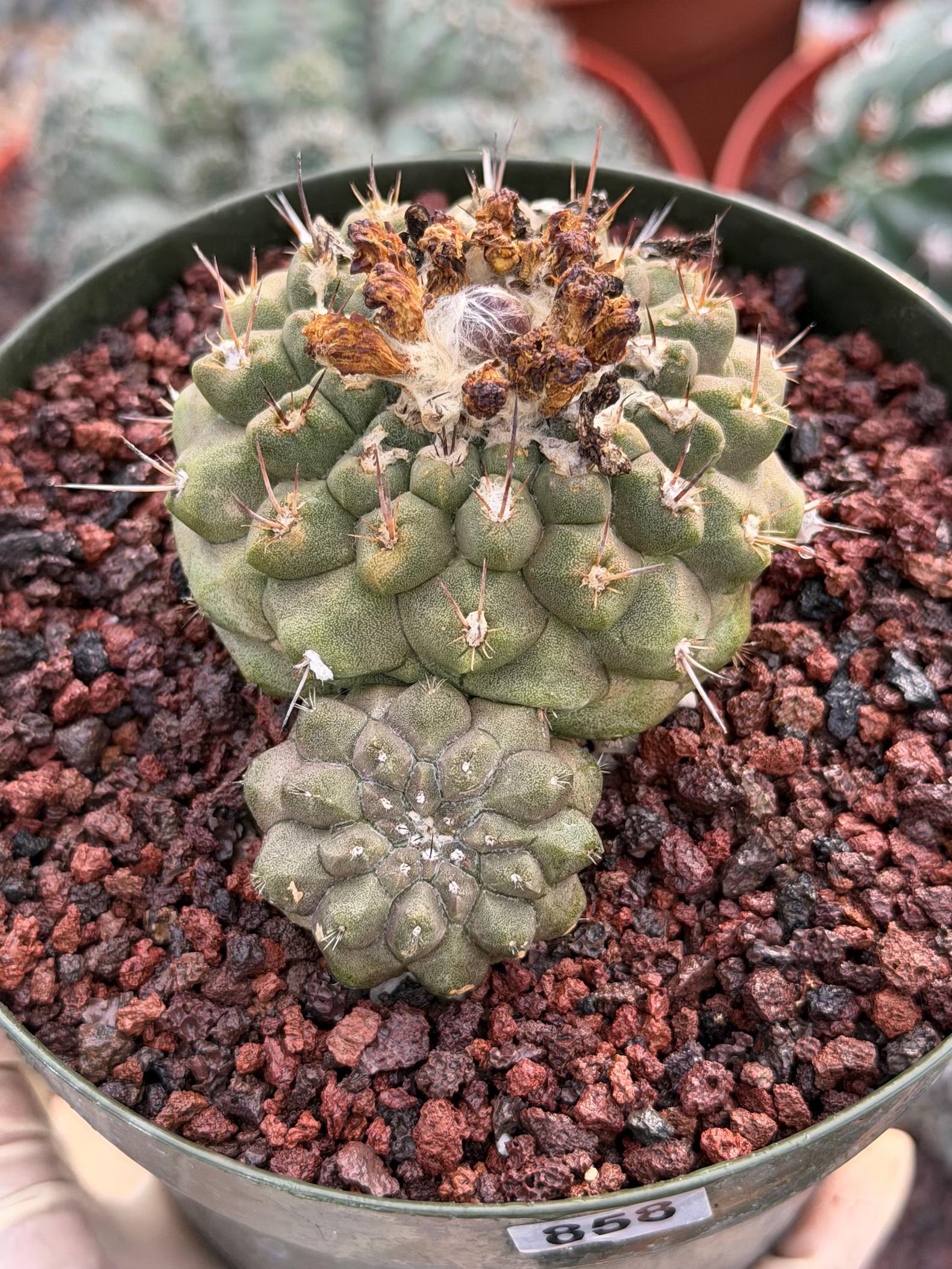Copiapoa Hypogaea with Pups Rare Collector Cactus #858