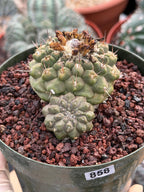 Copiapoa Hypogaea with Pups Rare Collector Cactus #858