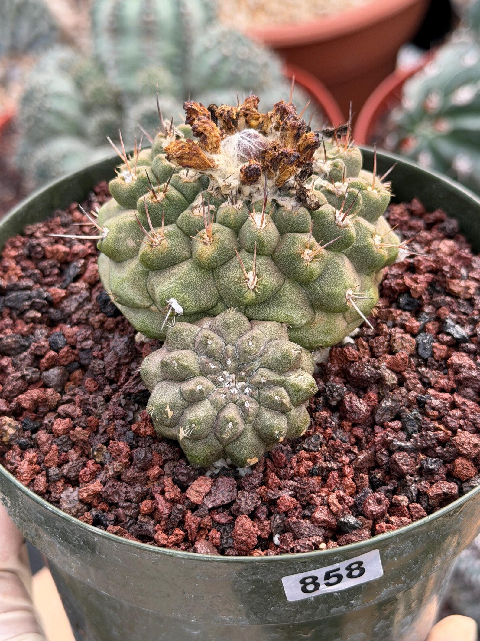 Copiapoa Hypogaea with Pups Rare Collector Cactus #858