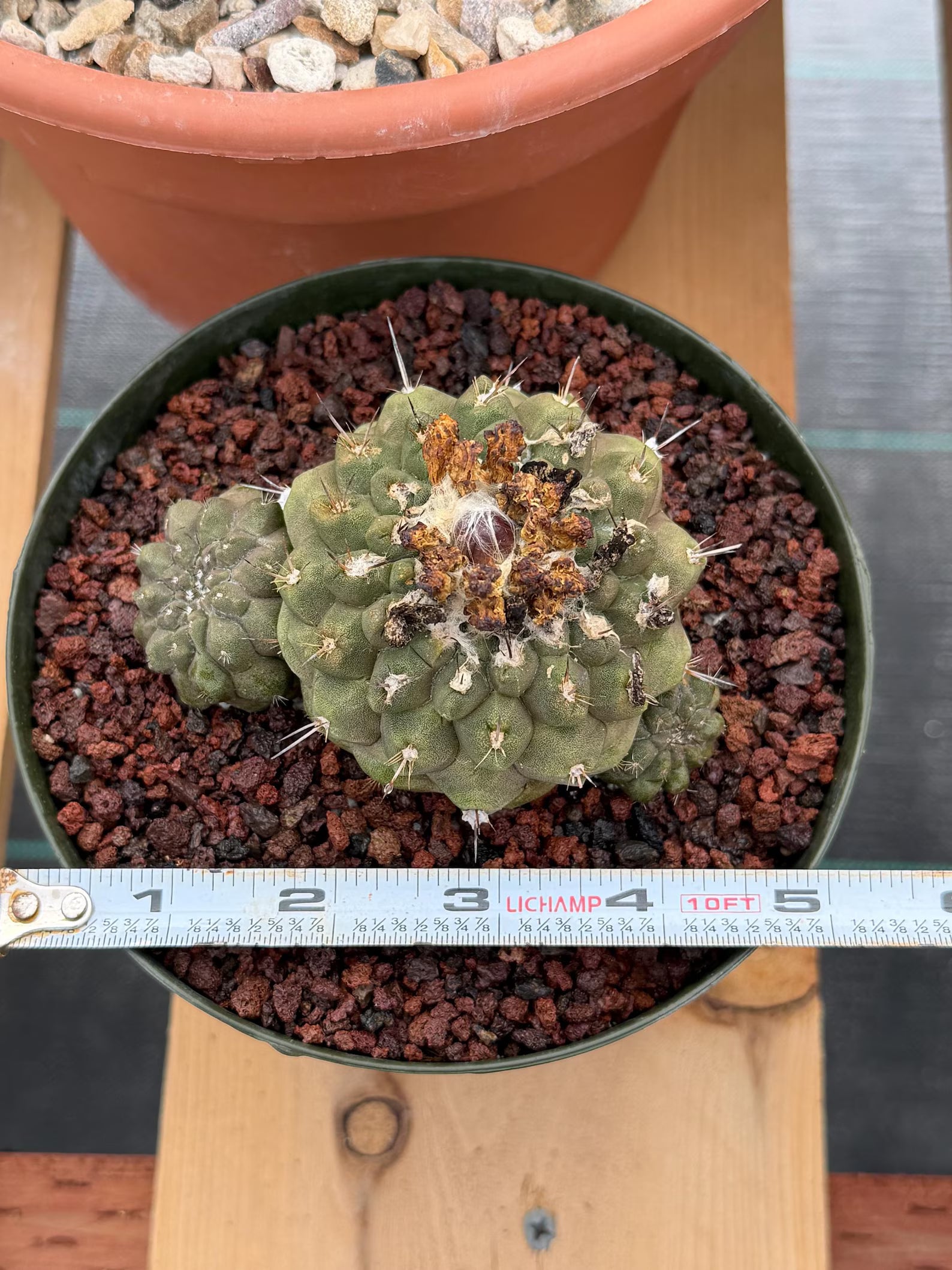 Copiapoa Hypogaea with Pups Rare Collector Cactus #858