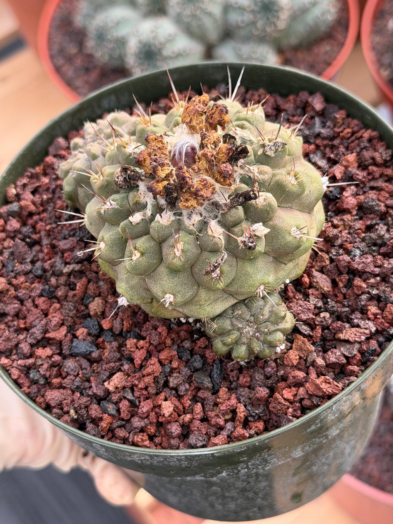 Copiapoa Hypogaea with Pups Rare Collector Cactus #858