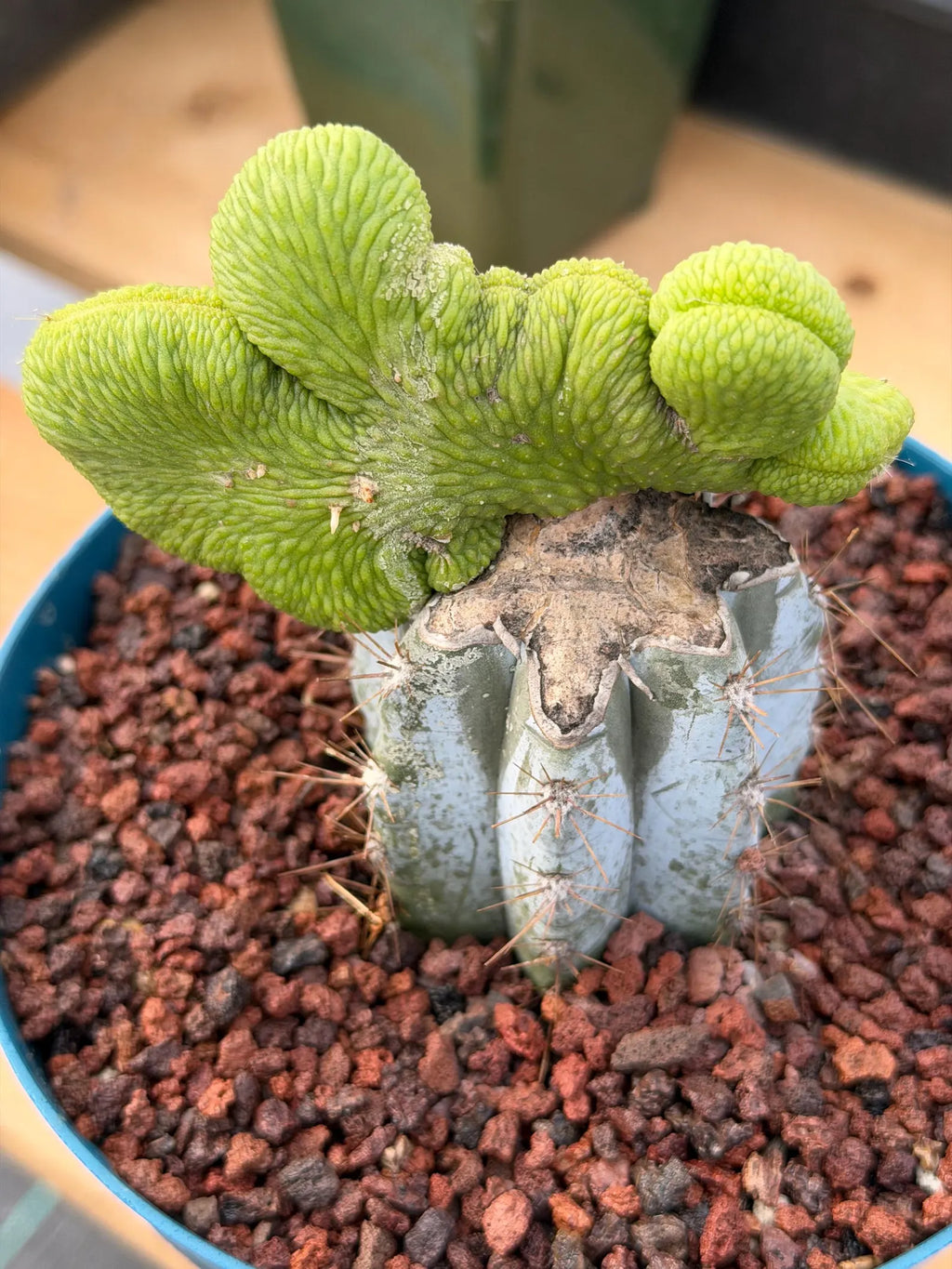Crested Monkey Tail Inermis Grafted Cactus | Rare Live Cactus Plant | Collector Crested Succulent | Exact Plant
