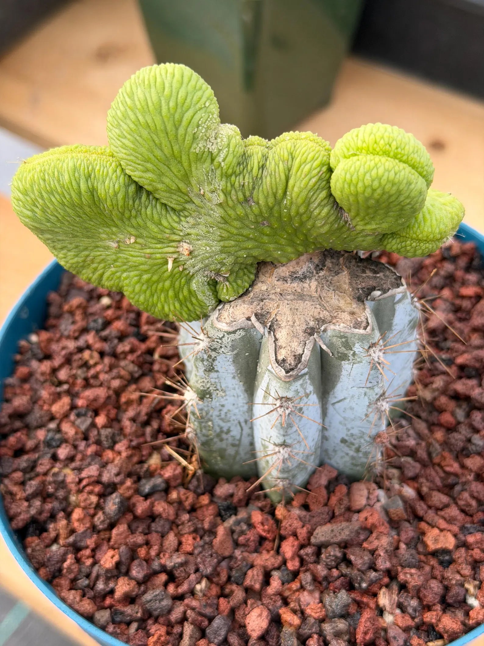Crested Monkey Tail Inermis Grafted Cactus | Rare Live Cactus Plant | Collector Crested Succulent | Exact Plant