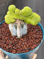 Crested Monkey Tail Inermis Grafted Cactus | Rare Live Cactus Plant | Collector Crested Succulent | Exact Plant