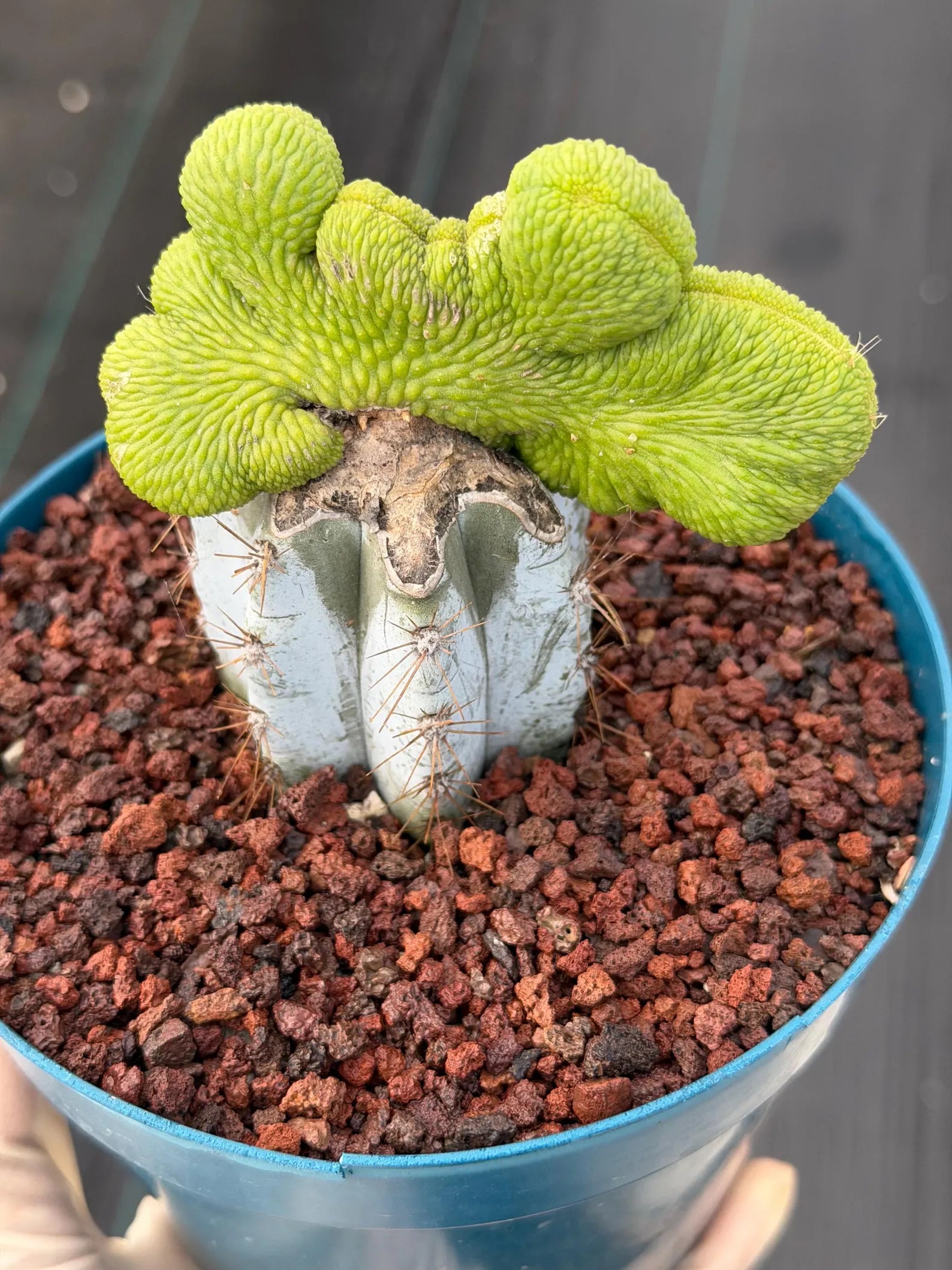 Crested Monkey Tail Inermis Grafted Cactus | Rare Live Cactus Plant | Collector Crested Succulent | Exact Plant