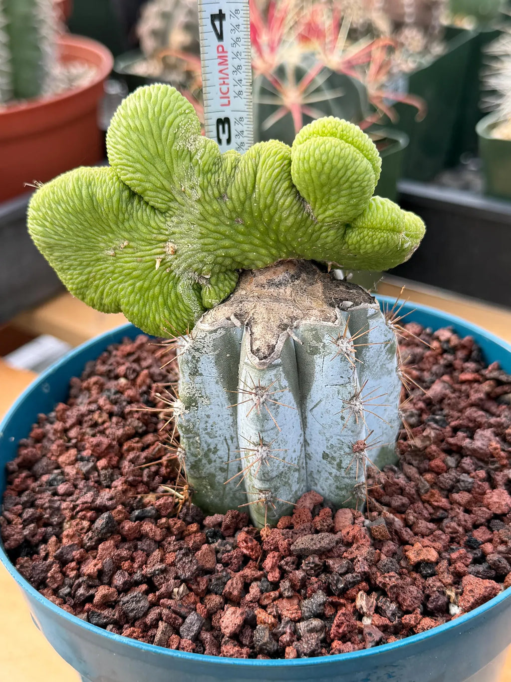Crested Monkey Tail Inermis Grafted Cactus | Rare Live Cactus Plant | Collector Crested Succulent | Exact Plant