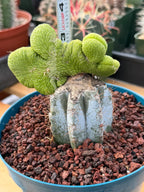 Crested Monkey Tail Inermis Grafted Cactus | Rare Live Cactus Plant | Collector Crested Succulent | Exact Plant