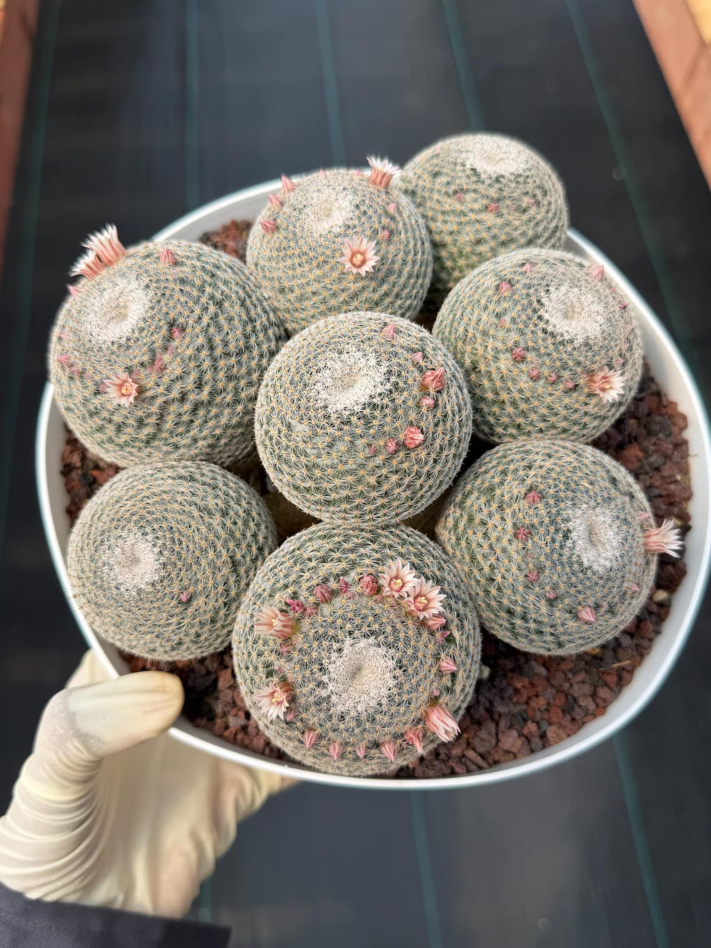 Large Mammillaria Perbella Cluster Cactus