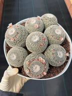 Large Mammillaria Perbella Cluster Cactus