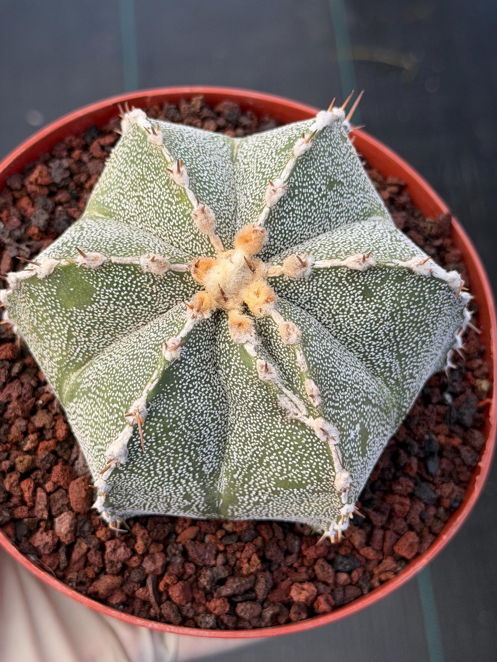 Astrophytum Ornatum Rare Seed Grown Live Cactus – Exact Collector Plant #374