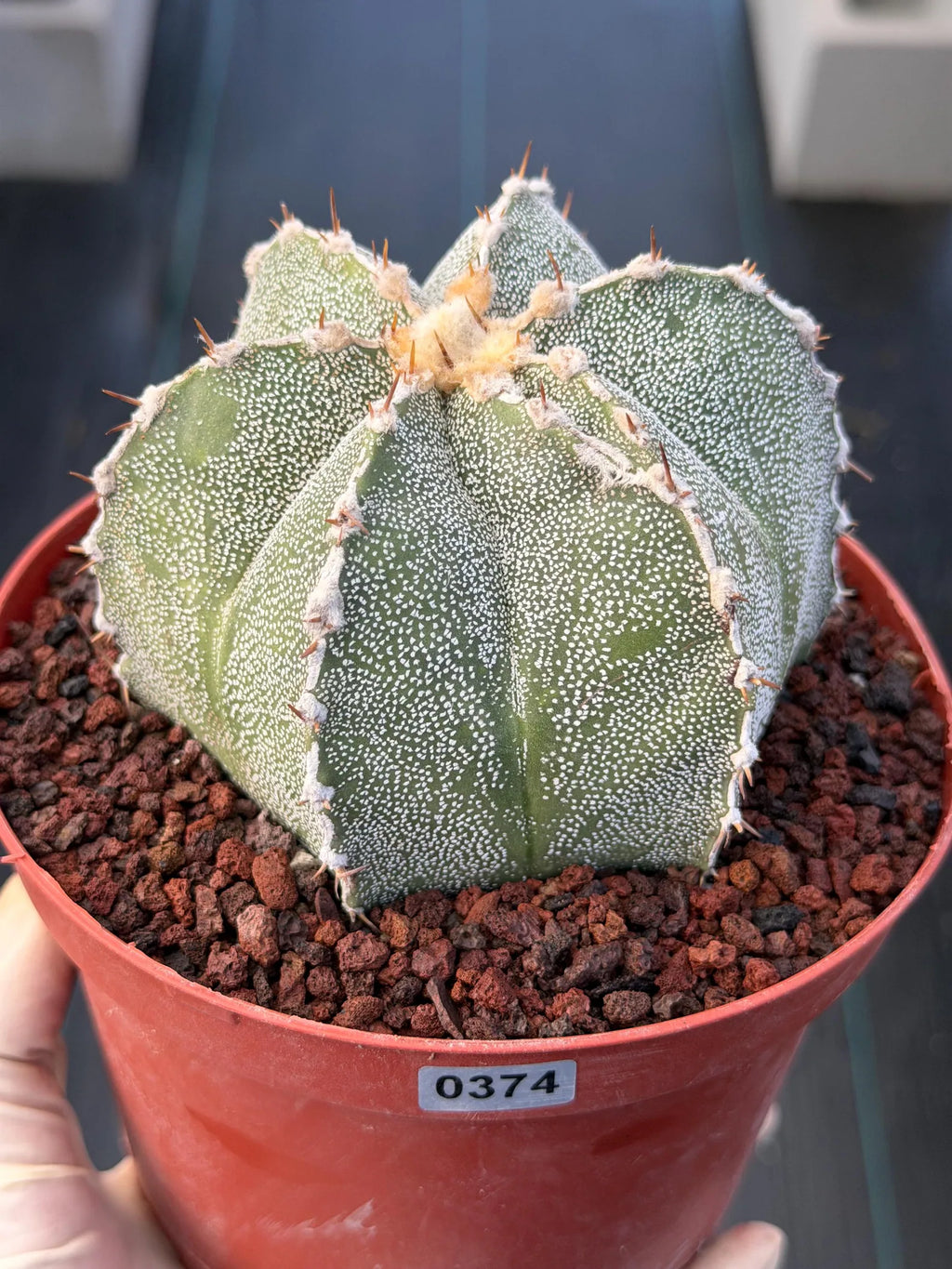 Astrophytum Ornatum Rare Seed Grown Live Cactus – Exact Collector Plant #374