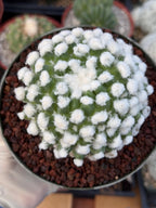 Mammillaria Erusumu Fuzzy Form Rare Seed Grown Live Cactus – Exact Collector Plant #740