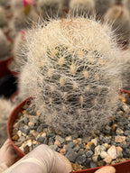 Neoporteria Nidus Senilis | Rare White Hair Cactus