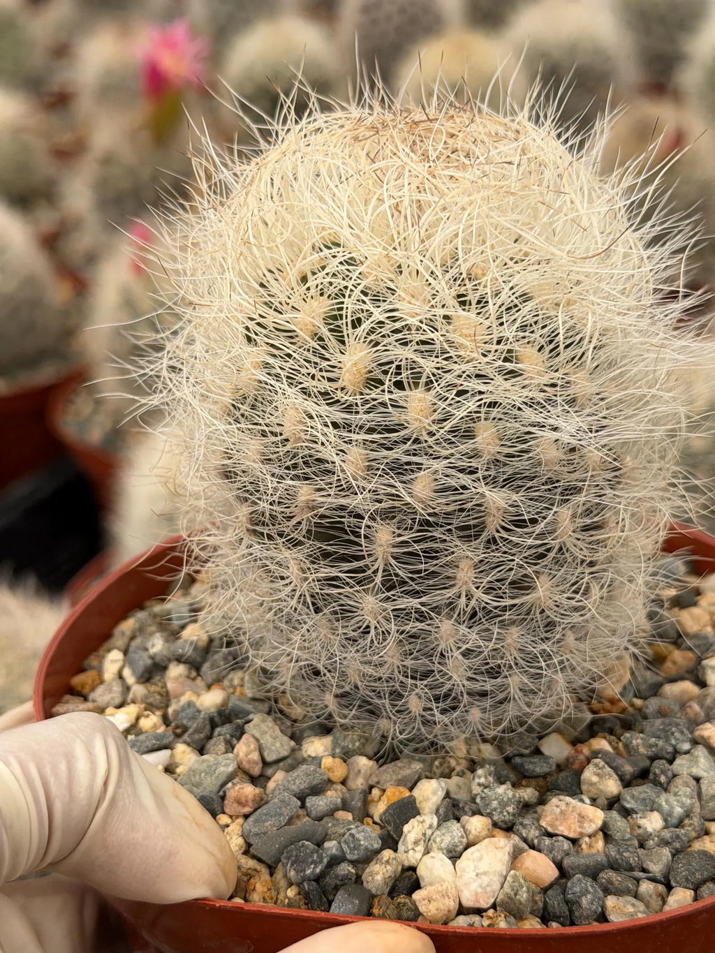 Neoporteria Nidus Senilis | Rare White Hair Cactus