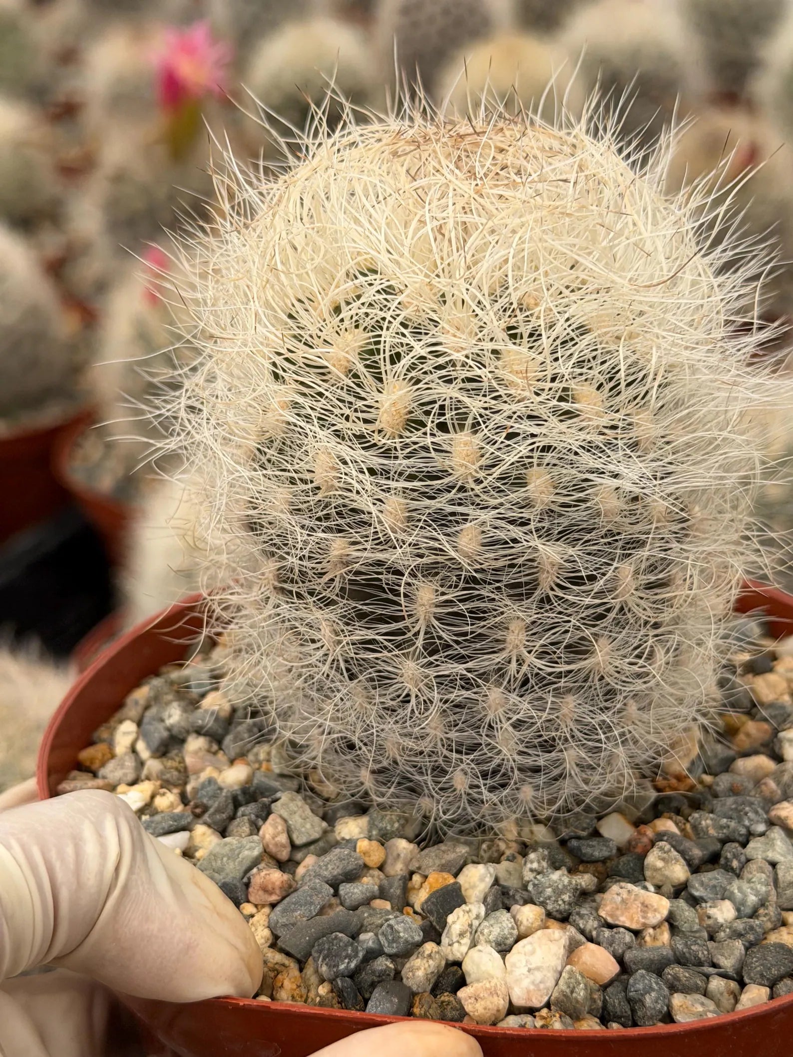 Neoporteria Nidus Senilis | Rare White Hair Cactus