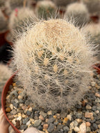 Neoporteria Nidus Senilis | Rare White Hair Cactus