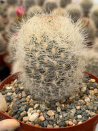 Neoporteria Nidus Senilis | Rare White Hair Cactus