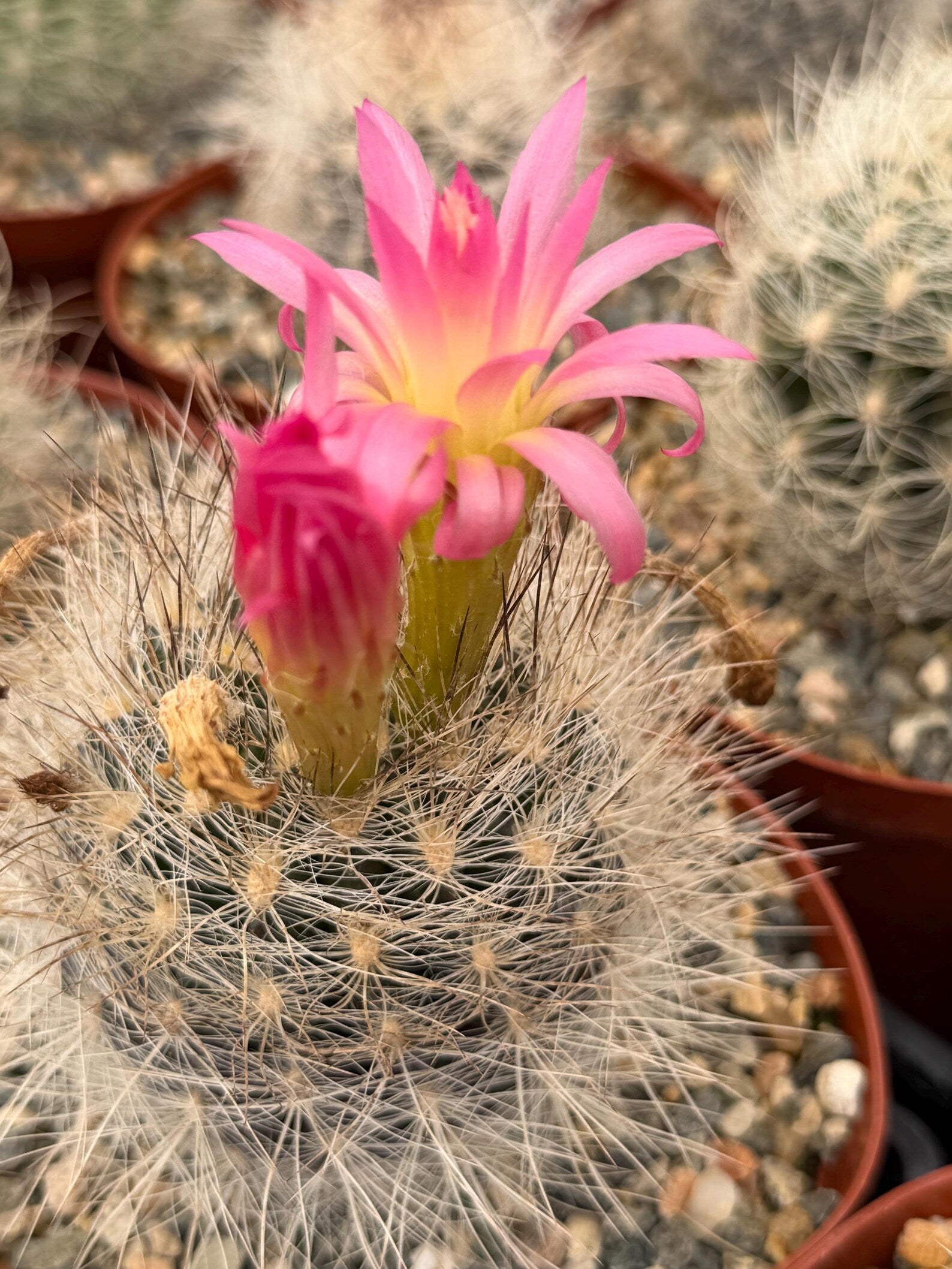 Neoporteria Nidus Senilis | Rare White Hair Cactus