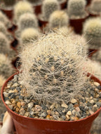 Neoporteria Nidus Senilis | Rare White Hair Cactus