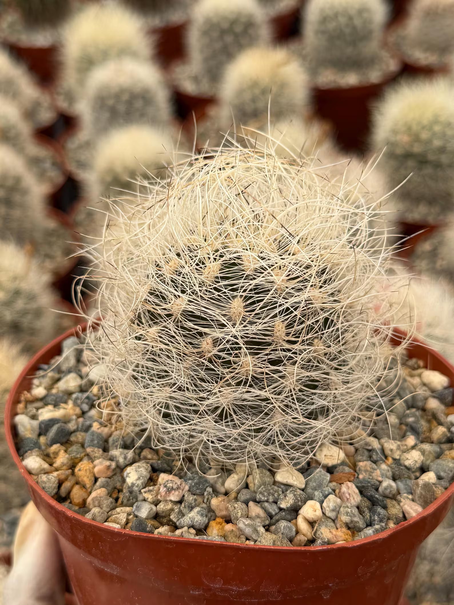 Neoporteria Nidus Senilis | Rare White Hair Cactus