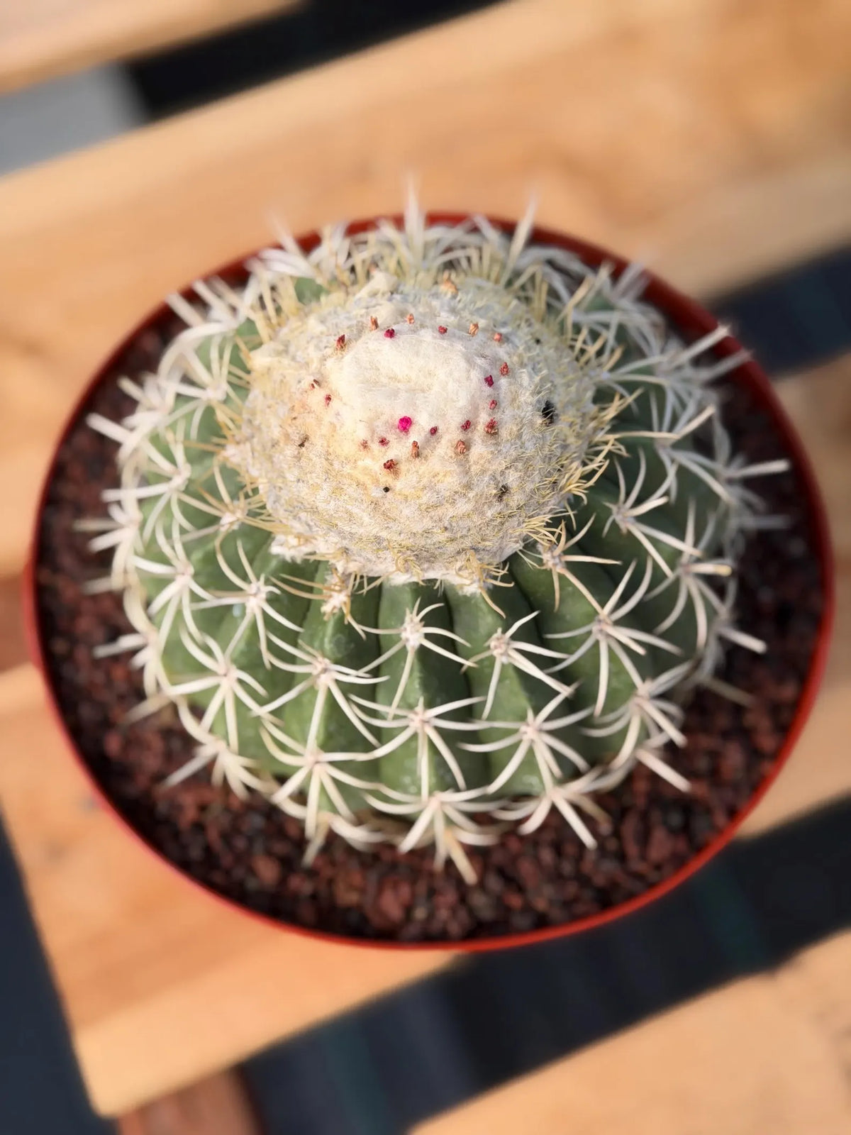 Melocactus Ruesti Rare Large Specimen Cactus – Live Plant #376