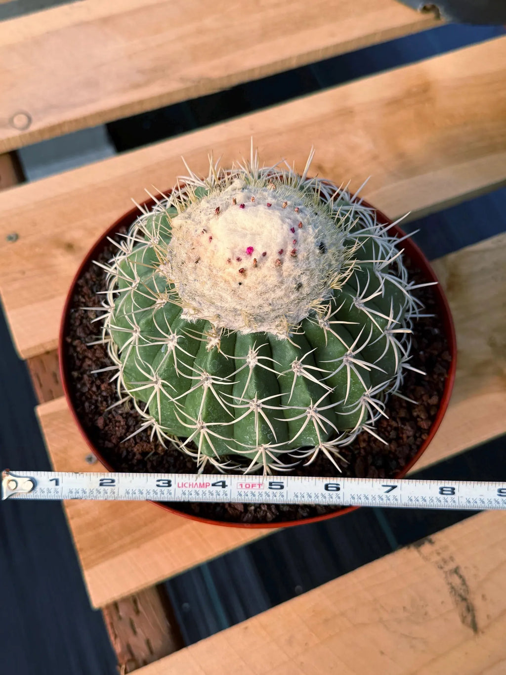 Melocactus Ruesti Rare Large Specimen Cactus – Live Plant #376