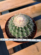 Melocactus Ruesti Rare Large Specimen Cactus – Live Plant #376