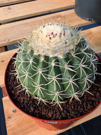 Melocactus Ruesti Rare Large Specimen Cactus – Live Plant #376