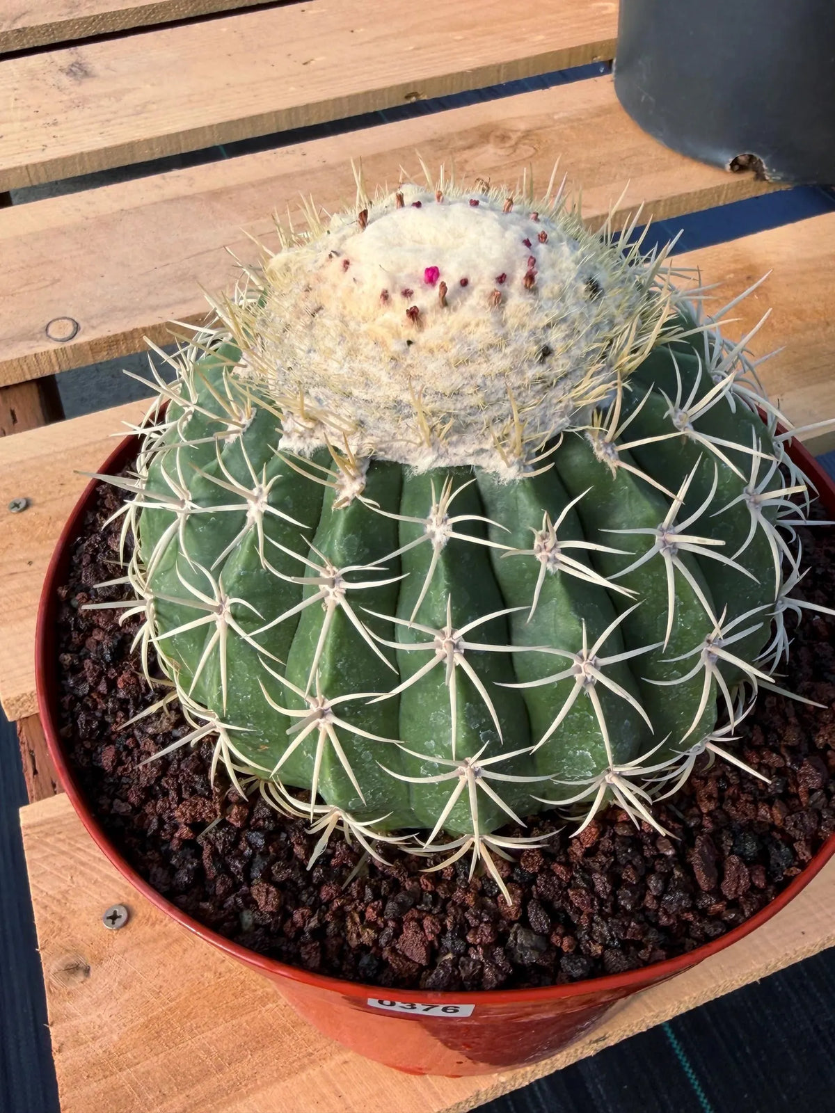 Melocactus Ruesti Rare Large Specimen Cactus – Live Plant #376