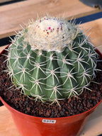 Melocactus Ruesti Rare Large Specimen Cactus – Live Plant #376