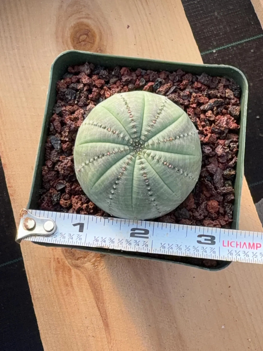 Seed Grown Euphorbia Symmetrica #364