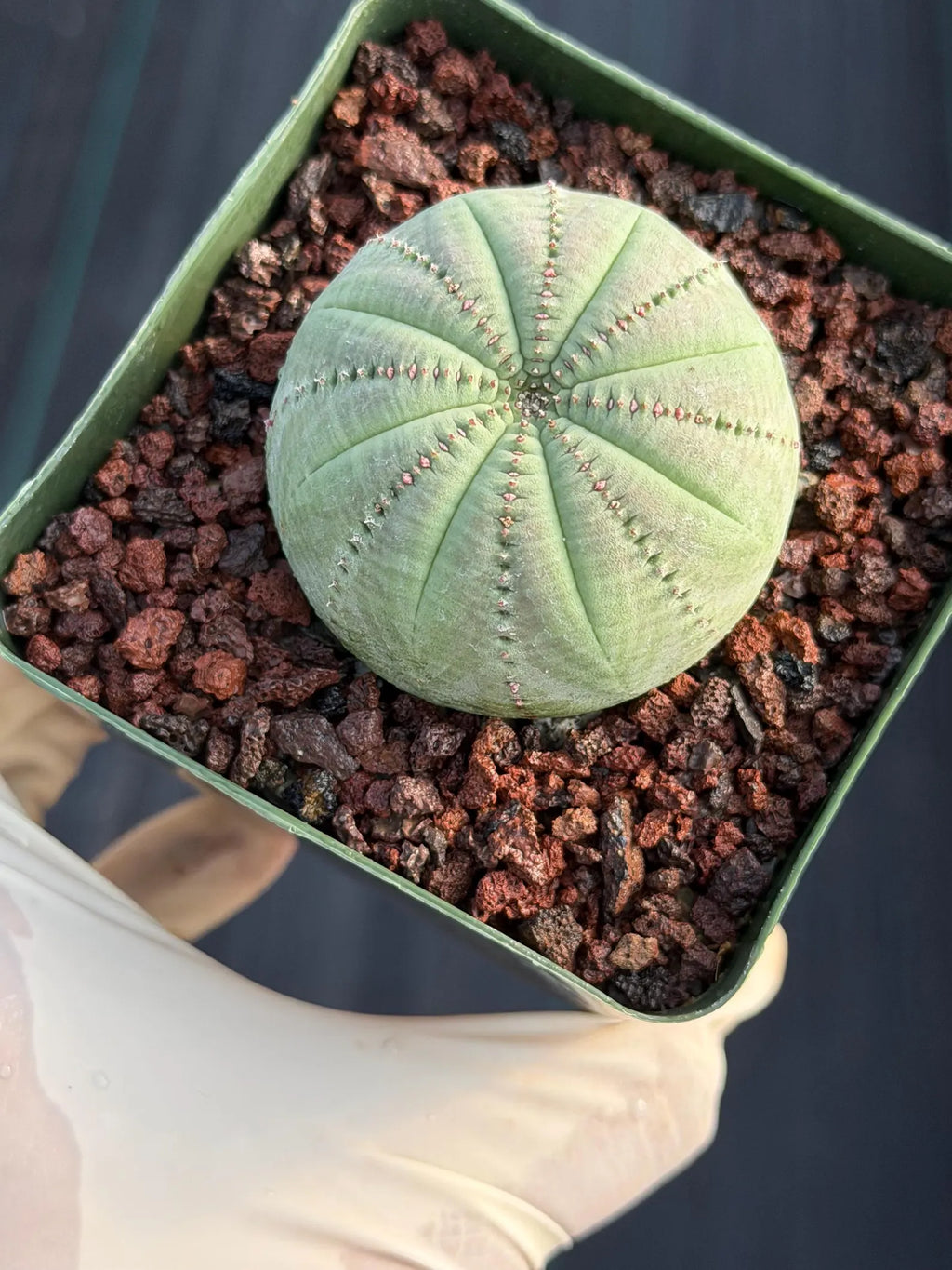 Seed Grown Euphorbia Symmetrica #364