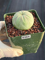 Seed Grown Euphorbia Symmetrica #364