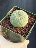 Seed Grown Euphorbia Symmetrica #364
