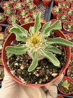 Pachypodium namaquanum Seed Grown #142 | Rare Live Succulent Plant